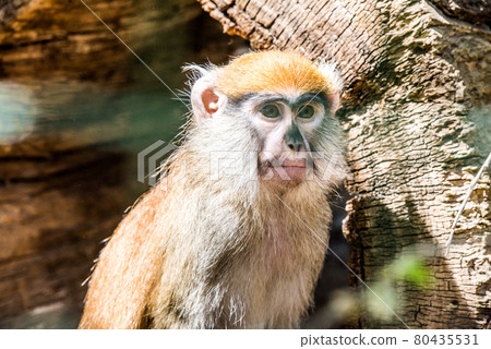 Barbary ape side view. Animal monkey Barbary ape side view. Animal monkey 80435531