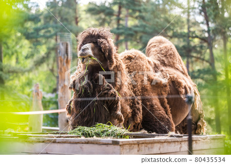 Bactrian camel, Camelus bactrianus with two humps in a zoo 80435534