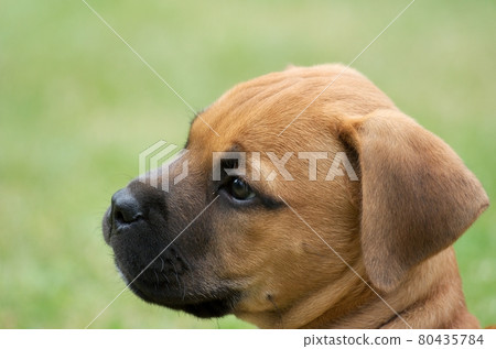 Puppy 80435784