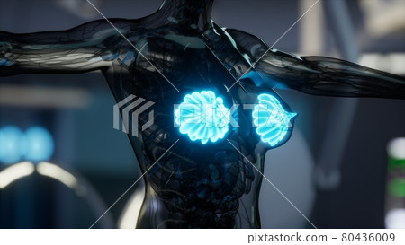 medical scan of Woman Breast 80436009