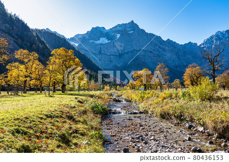 maple trees at Ahornboden, Karwendel mountains, Tyrol, Austria 80436153