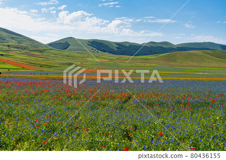 Lentil flowering with poppies and cornflowers in Castelluccio di Norcia, Italy Lentil flowering with poppies and cornflowers in Castelluccio di Norcia, Italy 80436155