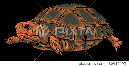 Cartoon vector on black background turtle. vector 80436495