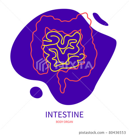 Large and small intestine body organ outline icon Large and small intestine body organ outline icon 80436553
