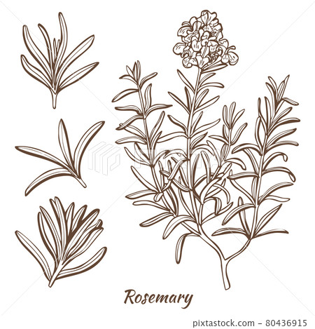 Rosemary Plant and Leaves in Hand Drawn Style 80436915