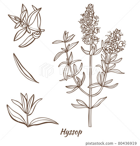 Hyssop Plant and Leaves in Hand Drawn Style Hyssop Plant and Leaves in Hand Drawn Style 80436919
