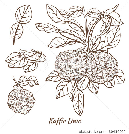 Kaffir Lime Fruits and Leaves in Hand Drawn Style Kaffir Lime Fruits and Leaves in Hand Drawn Style 80436921