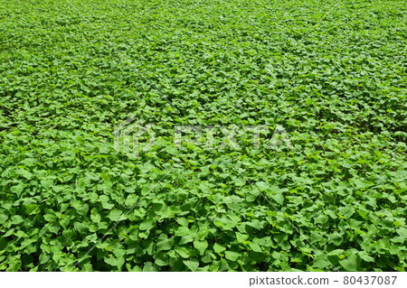 Sprouting buckwheat noodles Sprouting buckwheat noodles 80437087