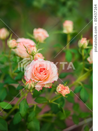 Beautiful roses in the garden, growing different varieties of flowers. 80437164
