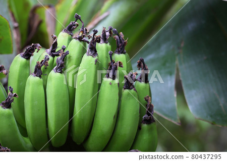 Banana blue fruit Banana blue fruit 80437295