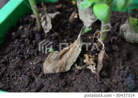 Summer vacation takeaway plants 80437314