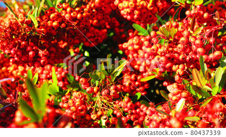 Firethorn fruit landscape 80437339