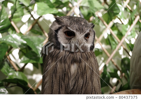 北方白臉貓頭鷹，貓頭鷹的流行寵物 80437375