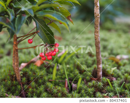 Japanese garden with southern fruits and moss 80437401
