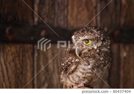 小貓頭鷹，受歡迎的寵物 80437404