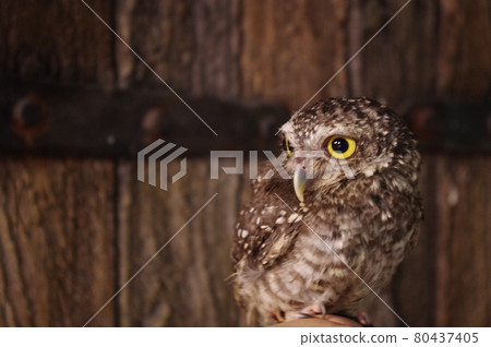 小貓頭鷹，受歡迎的寵物 80437405