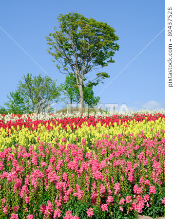 廣闊的花田 廣闊的花田 80437528