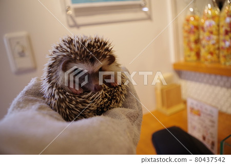 Hedgehog cafe hedgehog Hedgehog cafe hedgehog 80437542