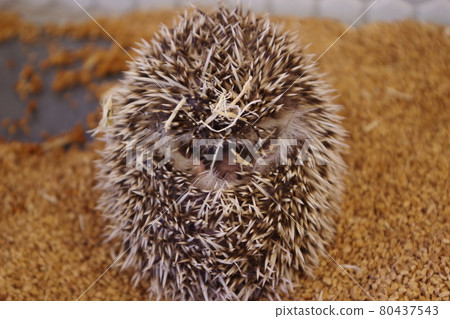 Hedgehog cafe hedgehog Hedgehog cafe hedgehog 80437543