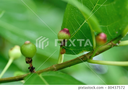 Ficus erecta young fruit Ficus erecta young fruit 80437572