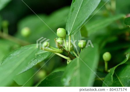 Ficus erecta young fruit 80437574
