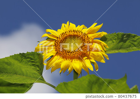 Sun Flower Sun Flower 80437675