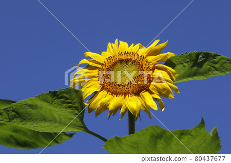 Sun Flower  80437677