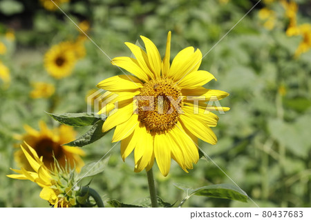 Sun Flower  80437683