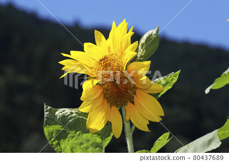 向日葵花束 向日葵花束 80437689