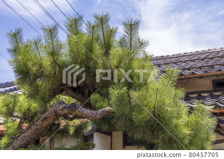 All-you-can-grow pine tree All-you-can-grow pine tree 80437705