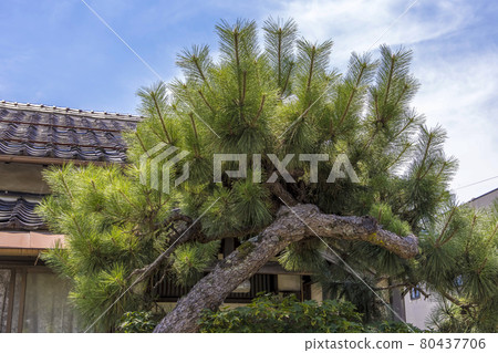 All-you-can-grow pine tree 80437706