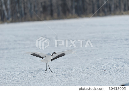 展開翅膀和土地的起重機（北海道·鶴井） 80438005