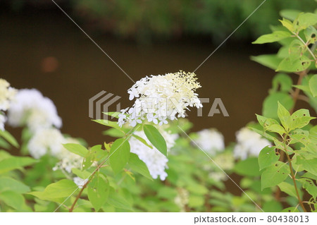 Noryutsugi flowers 80438013