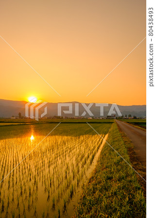 Rural scenery in early summer (dusk) 80438493