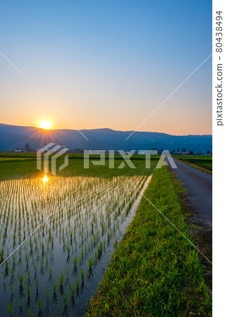 Rural scenery in early summer (dusk) Rural scenery in early summer (dusk) 80438494