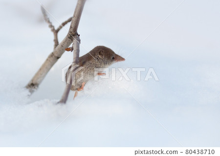 Eurasian least shrew (Sorex minutissimus), also called the lesser pygmy shrew. 80438710