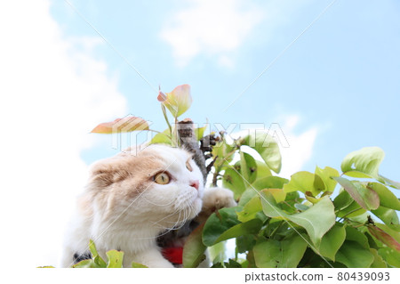 愛自然的貓,清爽的帥哥 愛自然的貓,清爽的帥哥 80439093