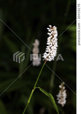 Ibuki Tranoio 80439276