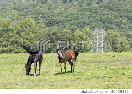 Ranch horse 80439281