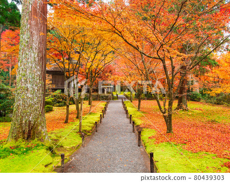 秋天的京都三善院西鄉天堂和流星苑 80439303