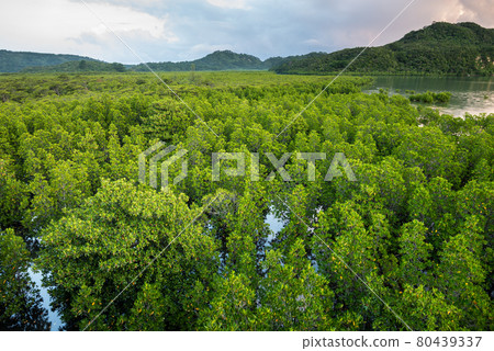 Lush mangrove forest at a tropical island. Iriomote Island. 80439337