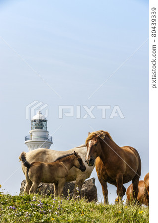 Aomori Shimokita Peninsula Shiriyazaki Lighthouse and Kandachime Aomori Shimokita Peninsula Shiriyazaki Lighthouse and Kandachime 80439339