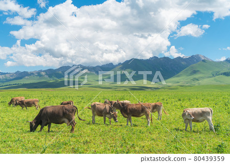 Grassland and bulls under the blue sky. 80439359