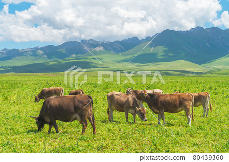 Grassland and bulls under the blue sky. Grassland and bulls under the blue sky. 80439360