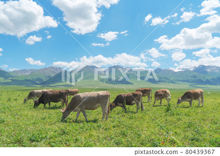 Grassland and bulls under the blue sky. Grassland and bulls under the blue sky. 80439367