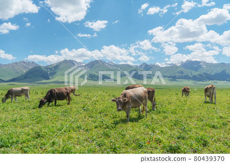 Grassland and bulls under the blue sky. Grassland and bulls under the blue sky. 80439370