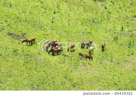 Grassland and horses in the sunny day. Grassland and horses in the sunny day. 80439381