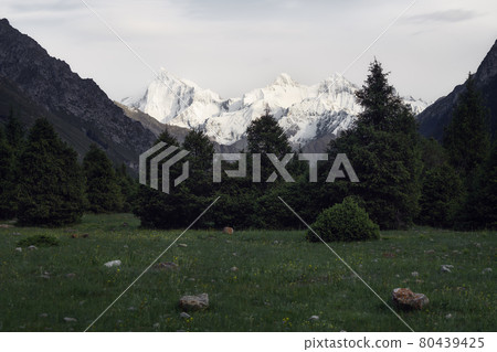 Snowy mountains and trees in a cloudy day. Khan Tengri Mountain In Xinjiang, China. 80439425