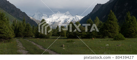 Snowy mountains and trees in a cloudy day. Khan Tengri Mountain In Xinjiang, China. 80439427
