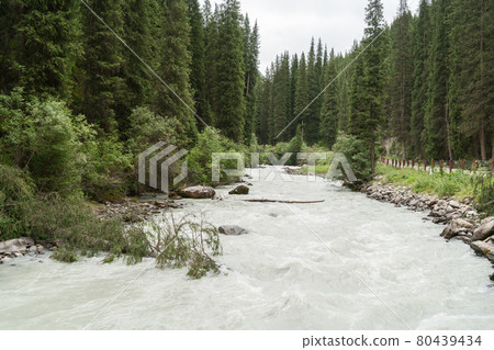 Rapids of rivers and trees. 80439434